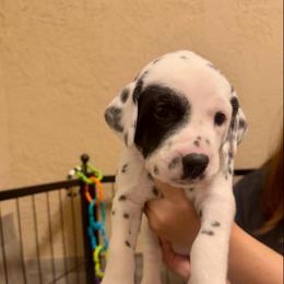 Bilbo - White and black male Dalmatian puppy in Conroe, Texas from Saint Rocco's Dalmatians