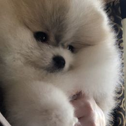 Pomeranian Puppies from Pardi Poms