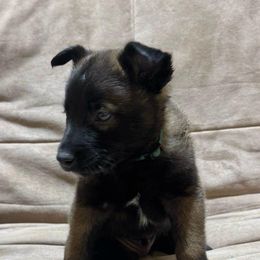 Green - Fawn male Belgian Malinois puppy in Mexia, Texas from New Hope Malinois