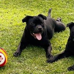 Staffordshire Bull Terrier All Grown Up from Chavier Staffords