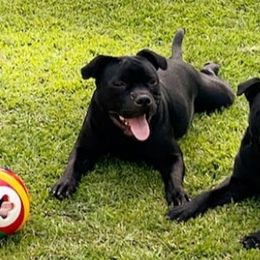 Staffordshire Bull Terrier All Grown Up from Chavier Staffords