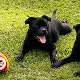 Staffordshire Bull Terrier All Grown Up from Chavier Staffords