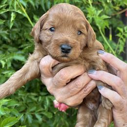 Yellow collar - Red  male Goldendoodle puppy in Fairfield, California from Twin Sisters Doodles