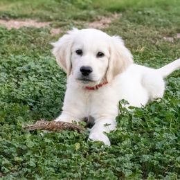 Ross - Golden Retriever