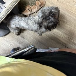 Sassy - Shih Tzu