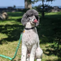 Aussiedoodles, Bernedoodles, Bernese Mountain Dogs, and Poodles from NEK Doodles