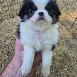 Lyle - Black tan and white male Japanese Chin puppy in Salem, Oregon from Chinnychinchinofsalem