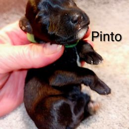 Pinto - Black male Miniature Schnauzer puppy in Midland, Texas from Shebbies Puppy Palace