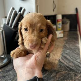 Boy 3 - Cream male Dachshund puppy in Las Animas, Colorado from J&D Dachsies