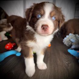 Ancho-Full tail and blue eyes likely - Red tri-color male Australian Shepherd puppy in Penrose, Colorado from Best Friend Aussies