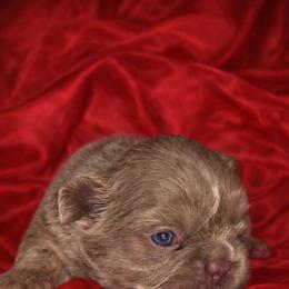 Cream Puff - Liver male French Bulldog puppy in Maplewood, New Jersey from Poos&Bulls Keepsake