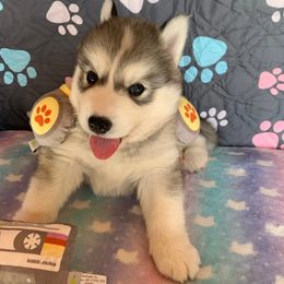 Siberian Husky Puppies from Canace Siberians