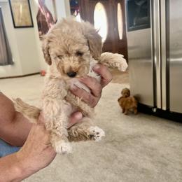 Poodle Puppies from ItalianToyPoodles