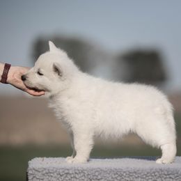 Stormy - White male Berger Blanc Suisse puppy in Chestnut, Illinois from Fireside Fernweh