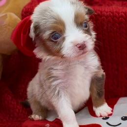 Remedy - Red merle female Miniature Australian Shepherd puppy in Norman, Oklahoma from Raised Right Pups