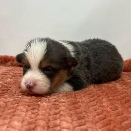 Leo (bluie) - Black and tan male American Corgi puppy in Waco, Texas from The Comma Corgis