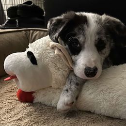 Border Collie Puppies from Full Moon Fox Farm