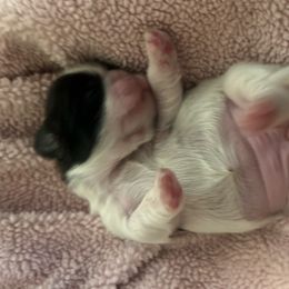 Girl 1 - Brindle and white female Shih Tzu puppy in Peoria, Arizona from Jodi’s Shihtzus