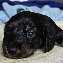 Loki - Black and tan male Dachshund puppy in De Land, Florida from Double Aces Doxies