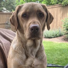 Labrador Retrievers from Stirpe Corleone Labradors