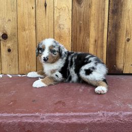 Boy 1 - Blue merle Australian Shepherd puppy in Chino, California from RanchLand Aussies HC
