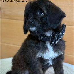 A-Blue Boy - Sable male Goldendoodle puppy in Lewisville, Texas from Texas Goldendoodle Lovers