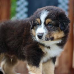GTO - Black tri-color male Australian Shepherd puppy in Bloomington, California from Oro’z Farm Aussies