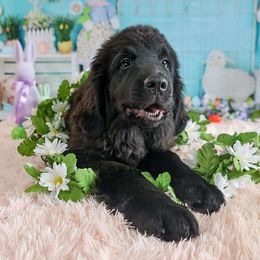 Girl 4 - Black Newfoundland puppy in Brownstown, Michigan from Persephone's Fabled Tails