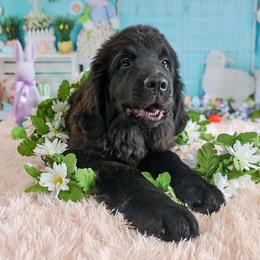 Girl 4 - Black Newfoundland puppy in Brownstown, Michigan from Persephone's Fabled Tails