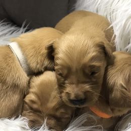 Golden Retriever Puppies from Golden heaven puppies