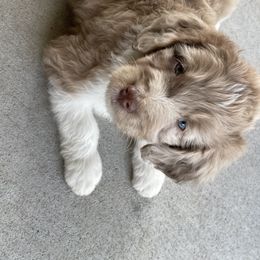 Milli - Aussiedoodle puppy in Iowa from Simon's Doodles