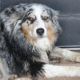 Australian Shepherds from Martin's Star Ranch Aussies
