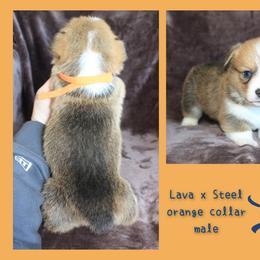 Orange male - Red male Pembroke Welsh Corgi puppy in Wayne City, Illinois from Lash Livestock & Corgis
