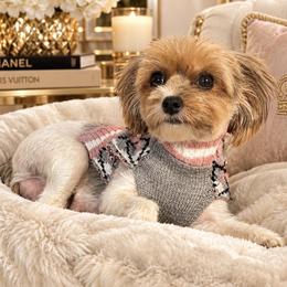 Pix - Yorkshire Terrier