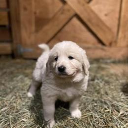 Australian Shepherd and Maremma Sheepdog Puppies from Wild R Australian Shepherds