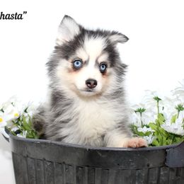 Shasta - Gray and white female Pomsky puppy in Murfreesboro, Tennessee from Middle Tennessee Pomskies