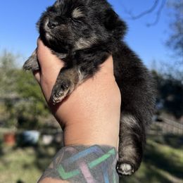 Maple - Black and tan female Pomeranian puppy in Sandia, Texas from Broken Arrow Poms