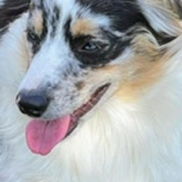 Aussiedoodles, Miniature Australian Shepherds, Poodles, and Toy Australian Shepherds from Paws of Color