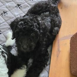 Glitter - Black female Goldendoodle puppy in Kansas City, Missouri from Poppy's Doodles