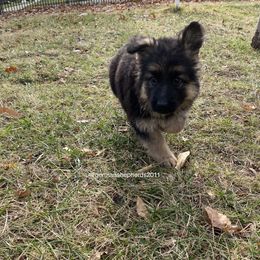 German Shepherd Puppies from German Shepherds of Shawnee
