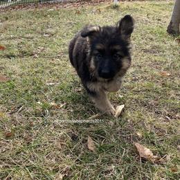 German Shepherd Puppies from German Shepherds of Shawnee