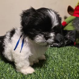 Boy Four - Black and white male Shih Tzu puppy in New Bern, North Carolina from Kuddly Creatures