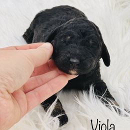 Goldendoodle Puppies from Lipscomb Doodles