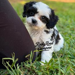 Alfalfa - Black and white male Cavapoo puppy in Nashville, Arkansas from Rocky Road Puppies
