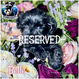 Belle - Black female Miniature Schnauzer puppy in Spruce Pine, North Carolina from Schnauzers of Blue Ridge