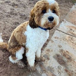 Cavapoo and Cockapoo Puppies from SunnySide Mini Doodles
