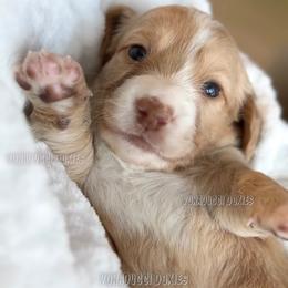 Velma - Piebald female Dachshund puppy in Chandler, Arizona from Vonaducci Doxies, LLC.