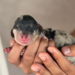 Alessia - Dapple female Dachshund puppy in Surprise, Arizona from D&C Royal Dachshunds LLC