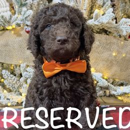 Orange Boy - Chocolate male Goldendoodle puppy in Loganville, Georgia from Sweet Home Doodles