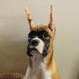 Light Blue - Fawn male Boxer puppy in Butler, Pennsylvania from Schaible's Boxer Huddle